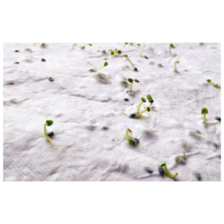 Papier A6 graines de fleurs