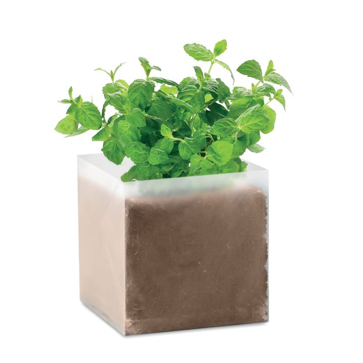 Substrat avec graines Menthe