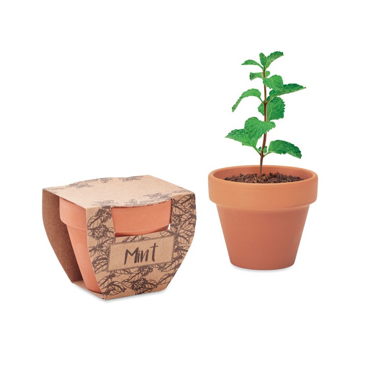 Pot avec graines de menthe