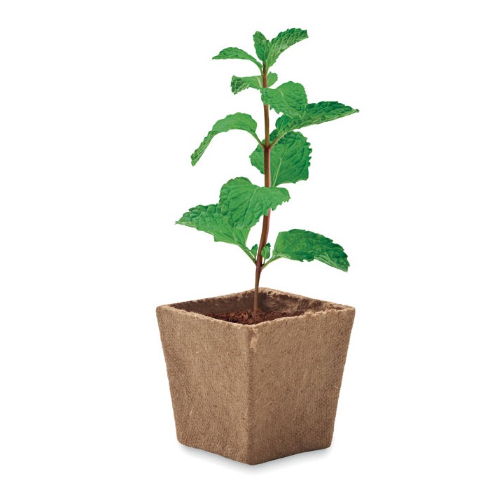 Kit de graines de menthe