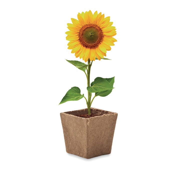 Kit de tournesol