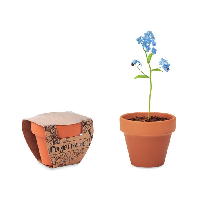 Pot graines de myosotis