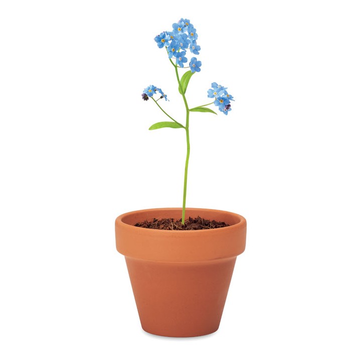 Pot graines de myosotis