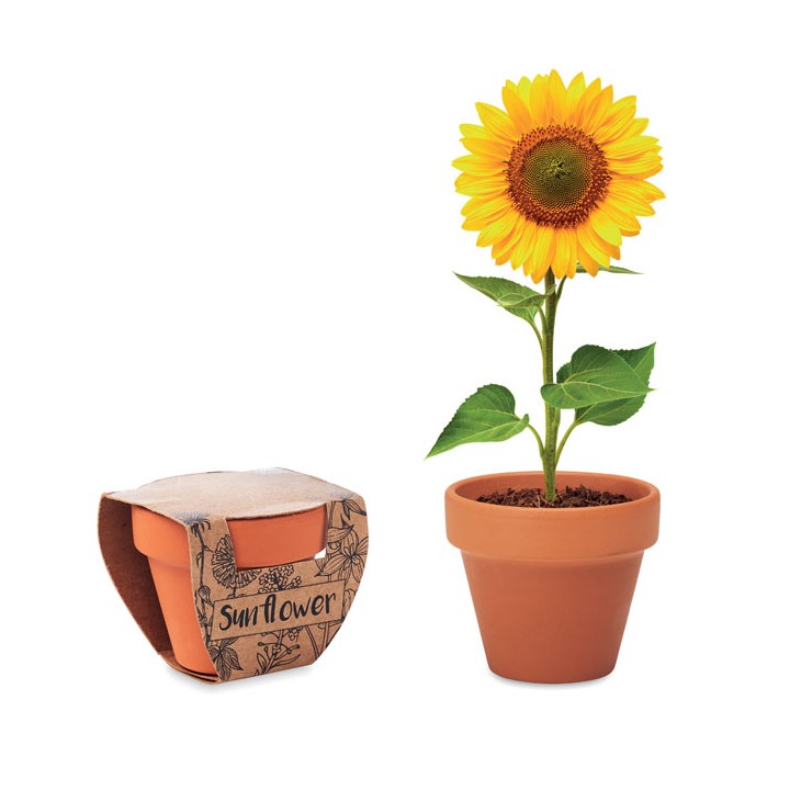 Pot graines de tournesol