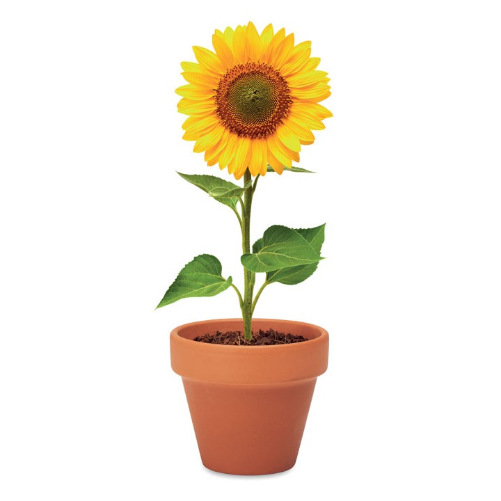 Pot graines de tournesol