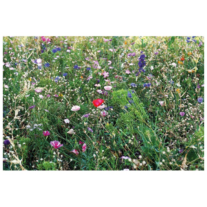 graines de mélange de fleurs