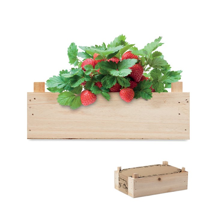 Graines de fraises dans une cai